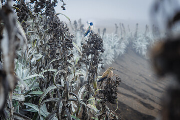 Naklejka premium Hummingbirds perching on paramo plants in high altitude fog