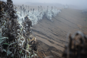 Fototapeta premium Alpine hummingbirds perching on lobelia plants in fog