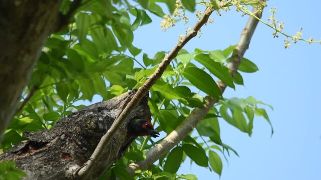 A coppersmith barbet emerged cautiously from a tree hollow, pausing briefly to survey its surroundings before leaving its nest in the wild.