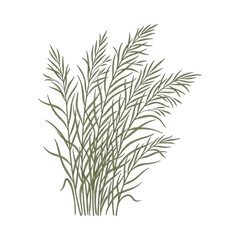 Obraz premium Illustration vectorielle minimaliste d'une touffe d'herbes sauvages ou de roseaux stylisés sur un fond blanc pur, idéale pour des designs botaniques épurés et naturels.