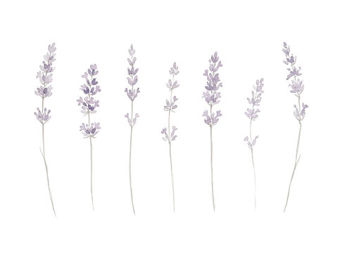 Ensemble de tiges de lavande d&eacute;licates illustr&eacute;es &agrave; l'aquarelle avec des fleurs violettes douces, isol&eacute;es sur un fond blanc pur pour des projets de design floral &eacute;l&eacute;gants et minimalistes.