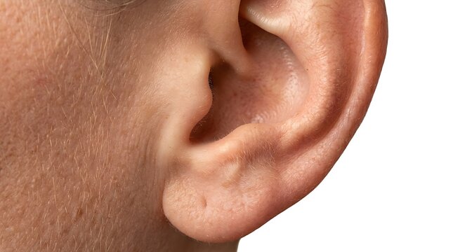 Detailed close-up of a human ear focusing on the outer pinna and tragus with clear skin details and soft shadows on a neutral white background for healthcare use and anatomical reference.