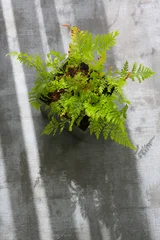 fern plant in a pot, indoor planting © pulia