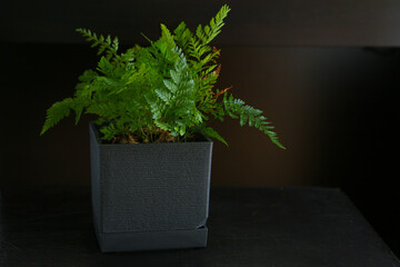 fern plant in a pot, indoor planting © pulia
