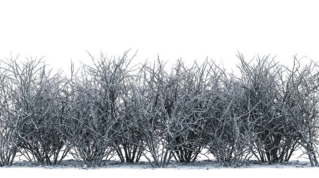 Fileira de arbustos secos e sem folhas isolados em fundo branco, ideais para composi&ccedil;&atilde;o de paisagens de inverno ou design gr&aacute;fico de natureza minimalista.