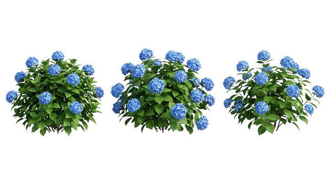 Conjunto de tr&ecirc;s arbustos de hort&ecirc;nsias azuis isolados em fundo branco, perfeitos para projetos de paisagismo, design de jardins e elementos decorativos bot&acirc;nicos de alta qualidade.