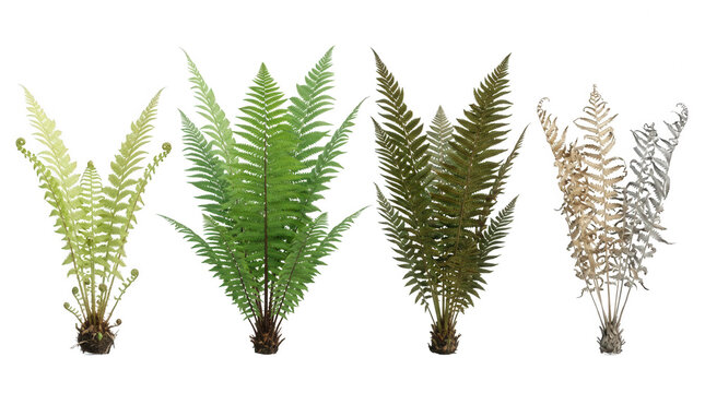 Conjunto de quatro samambaias tropicais isoladas em fundo branco, apresentando diferentes tons de verde e texturas de folhagem natural para design bot&acirc;nico e decora&ccedil;&atilde;o de interiores.