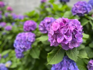 Fototapeta premium purple lilac flowers