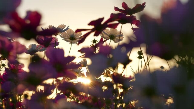 夕方のコスモス畑を逆光で撮影した4Kスローモーション動画