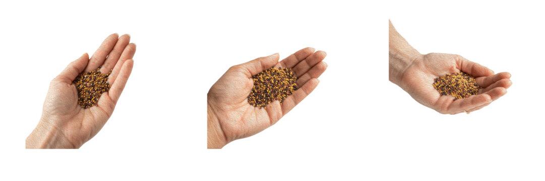 Hands holding a handful of small brown seeds isolated on white background, microstock photography design element for agriculture, farming, organic gardening, botany, and natural health products concep