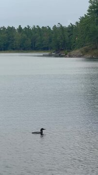 Loon swimming on a Northern Lake