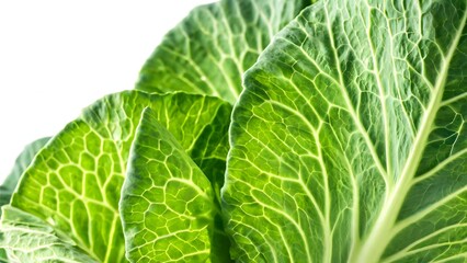 Fototapeta premium Fresh Green Cabbage Leaves Close Up on Light Background