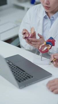 Doctor explaining heart anatomy and cardiovascular system with medical model during online consultation using laptop in clinic.