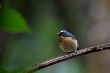Fototapeta premium Snowy-browed Flycatcher Resting in Shaded Forest. A male Snowy-browed Flycatcher (Ficedula hyperythra) perches on a sloped branch against soft green leaves.