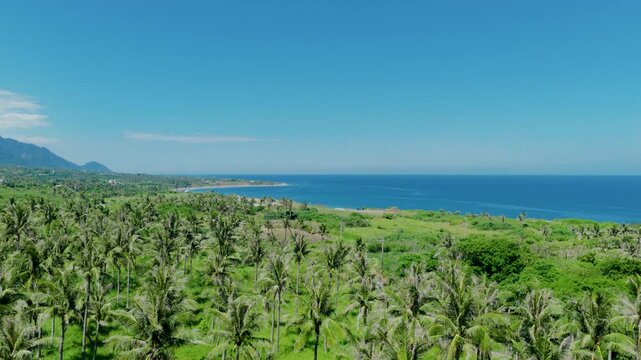 Aerial view Plantation of coconut trees
