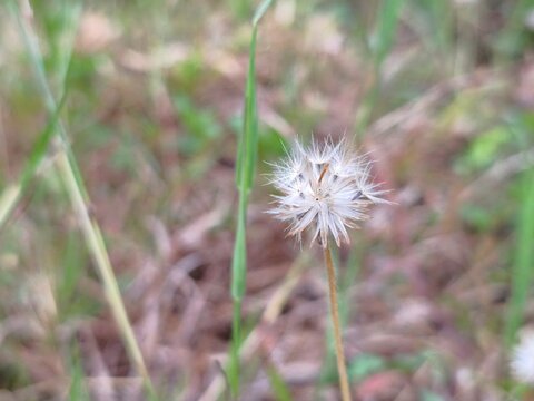 Delicate white dandelion seed head with feathery pappus standing against a softly blurred natural background.