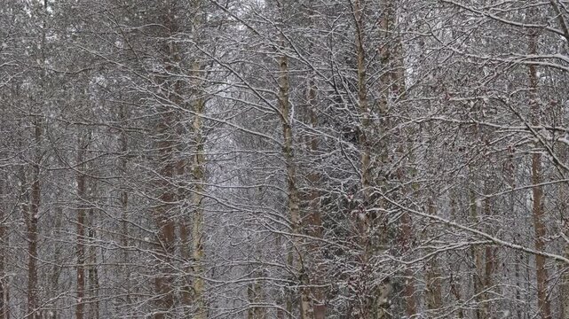 snow covered birch and pine tree branches during snowfall in a winter forest. Slow motion