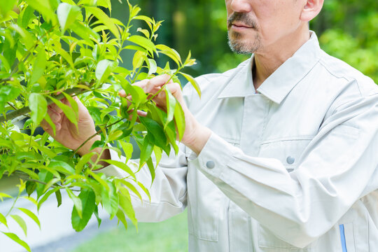 樹木のお手入れをする庭師
