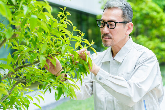樹木のお手入れをする庭師