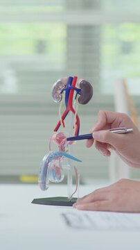 Close-up of doctor explaining male urinary tract and kidney anatomy using medical model during healthcare consultation.
