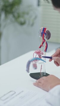 Close-up medical discussion showing urinary tract and kidney structure with anatomical model for patient education and consultation.