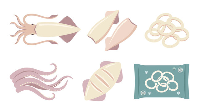 Set of raw squid components, fresh seafood pieces, sliced tentacles, rings and culinary ingredients, flat vector illustration for menu design