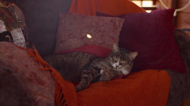 Tabby cat settling into sleep on residential sofa