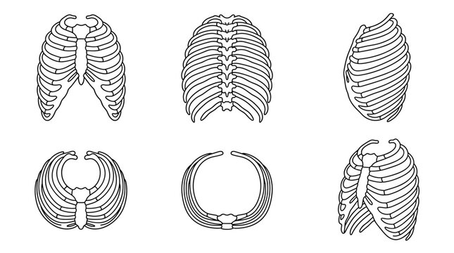 Set of anatomical human rib cage vector illustrations in multiple views for medical education, biology study, healthcare diagnostics, skeletal system
