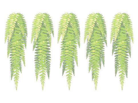 Eine Reihe von f&uuml;nf identischen, h&auml;ngenden Farnpflanzen mit detaillierten, gr&uuml;nen Wedeln, isoliert auf einem rein wei&szlig;en Hintergrund f&uuml;r florale Designprojekte und botanische Illustrationen.