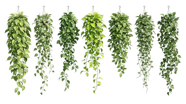Eine Sammlung von sieben verschiedenen h&auml;ngenden Efeututen-Pflanzen in T&ouml;pfen, isoliert auf wei&szlig;em Hintergrund, ideal f&uuml;r Innenarchitektur-Visualisierungen und botanische Dekorationen.