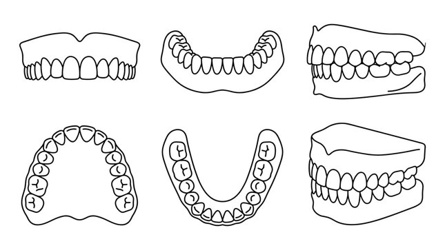 Set of dental human teeth outlines, front and side views showing jaw structure, orthodontic health anatomy, medical illustration, dental hygiene care