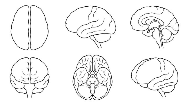Set of human brain anatomy illustrations in outline style, different views including profile and top view, medical diagrams for neurology studies
