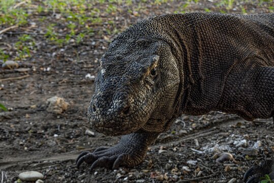 Komodo Dragon
