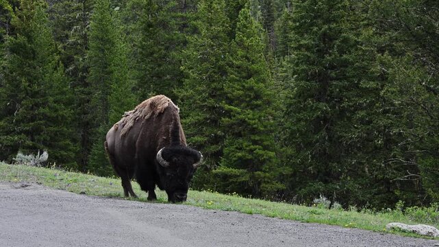 American Bison grazing on grass on the side of the road, wildlife viewing on summer vacation, Yellowstone National Park
