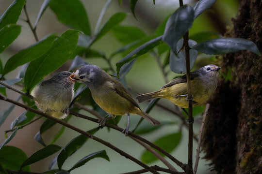Javan Heleia Family Pair Tending to Fledgling. A pair of adult Javan Heleias (Heleia javanica) care for their fledgling on a mossy forest branch.