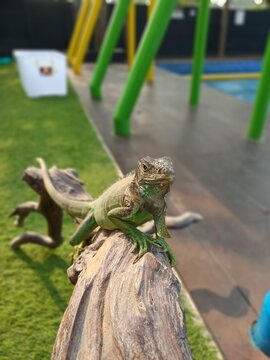 A Green Iguana Perched Gracefully on a Wooden Branch Outdoors