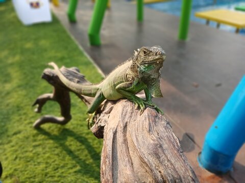 A Green Iguana Perched Gracefully on a Wooden Branch Outdoors