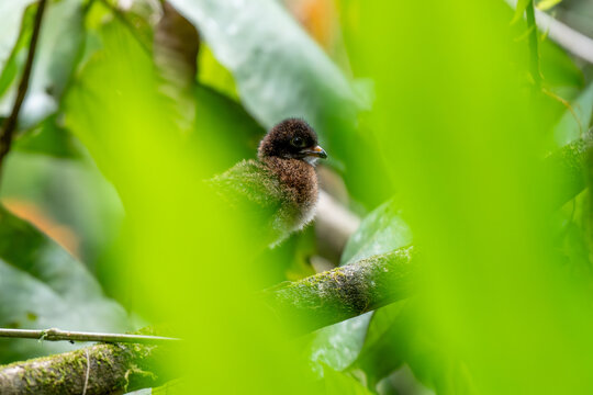 Gray-headed chachalaca chick hidden among tropical leaves