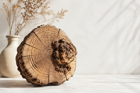 Tree trunk cross section with large burl and cracked rings, organic home decor concept