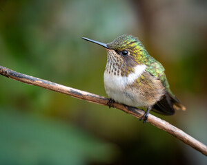 Volcano hummingbird perched on a twig in close portrait © NPF Photography