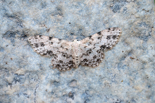 Scopula plantagenaria moth