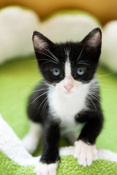 Portrait of a Black and White Kitten