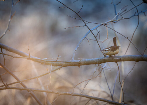Carolina wren singing from a bare woodland branch