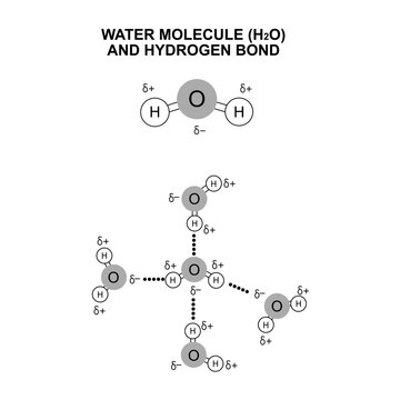 Water molecule H2O and hydrogen bond scientific diagram. Educational Chemistry illustration showing polar covalent bonds, partial charges, and molecular interactions for textbook design.