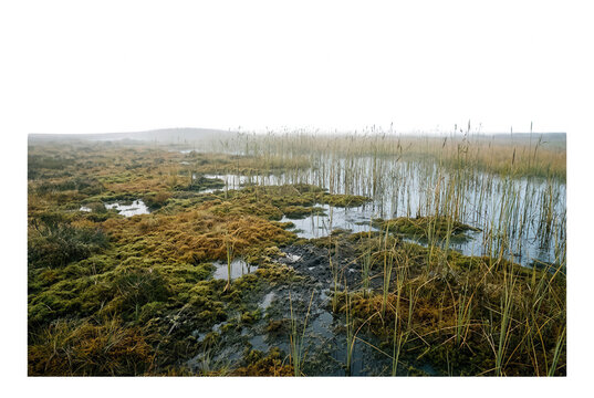 Paisaje natural de un pantano brumoso con vegetaci&oacute;n de juncos, musgo h&uacute;medo y peque&ntilde;as pozas de agua estancada bajo un cielo nublado y gris en un entorno rural tranquilo y salvaje durante el oto&ntilde;o.