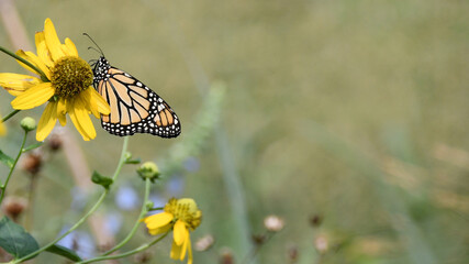 Monarch Butterfly on Native Yellow Flowers Banner with Copy Space © Kimberly