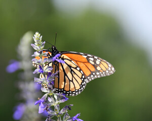 Monarch Butterfly on Native Blue Salvia with Copy Space © Kimberly