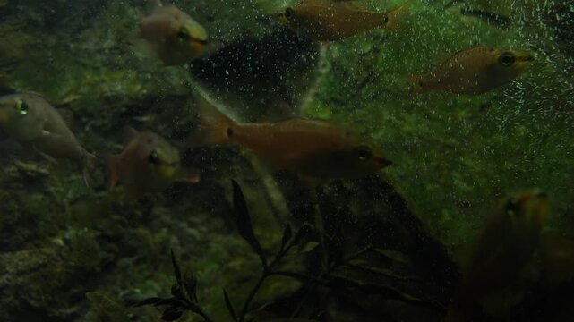 水族館の大きな水槽をゆったり泳ぐ色鮮やかな魚たち 幻想的な水中風景
