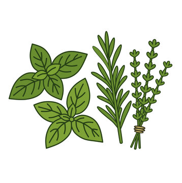Hand drawn fresh herbs basil rosemary thyme cooking ingredient flat vector illustration