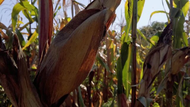 Close up footage of ripe corn stalks in a sunlit field ready for harvest on a clear day.